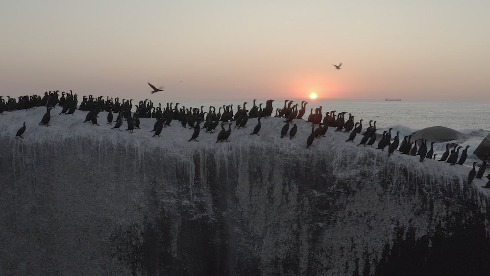 Chroma Collection M2 - Dji Mavic 2 Pro LUTs & Tools Set - GAMMA M2, VISiON M2, PURE, SUN FIXER