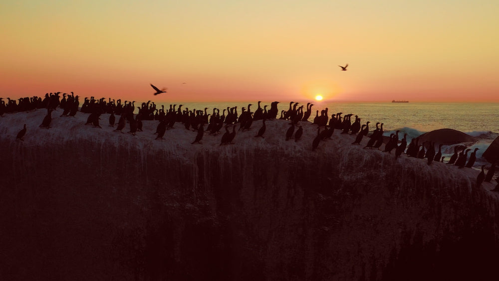 Chroma Collection M2 - Dji Mavic 2 Pro LUTs & Tools Set - GAMMA M2, VISiON M2, PURE, SUN FIXER